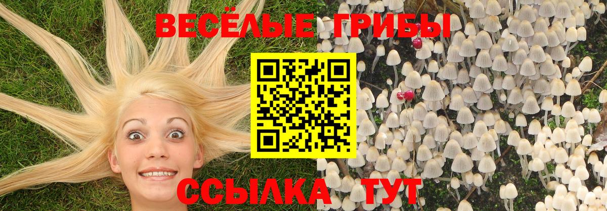 Псилоцибиновые грибы Psilocybe Павловский Посад